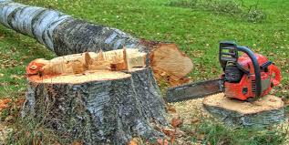 Best Tree Risk Assessment  in Greensboro, MD