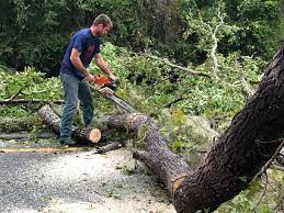 Trusted Greensboro, MD Tree Care Services Experts