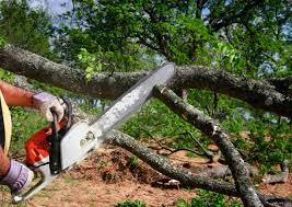 Best Stump Grinding and Removal  in Greensboro, MD