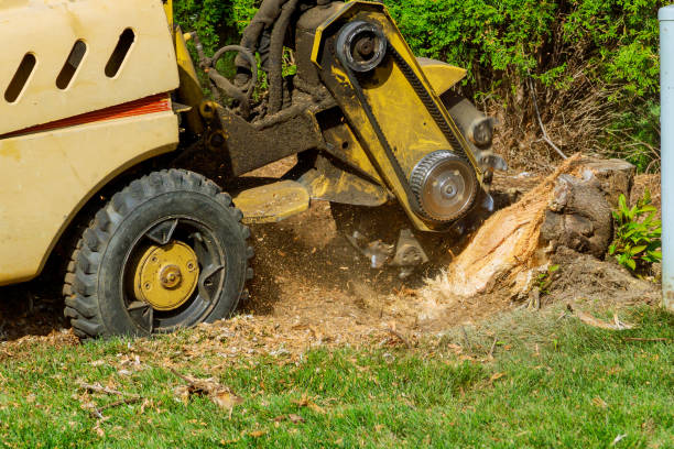 How Our Tree Care Process Works  in  Greensboro, MD