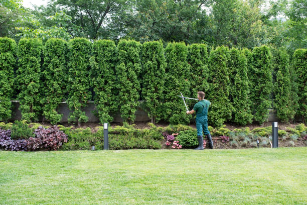 Best Hedge Trimming  in Greensboro, MD