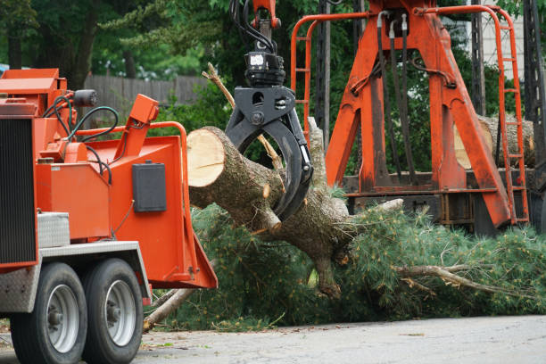 Best Storm Damage Tree Cleanup  in Greensboro, MD